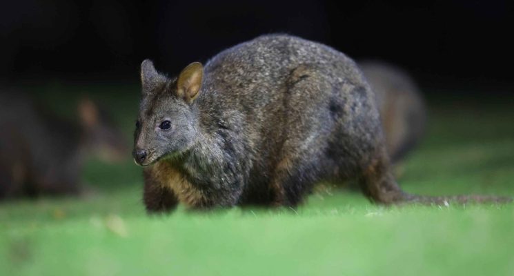 Tasmanian Wildlife Gallery - Tasmanian Pademelon