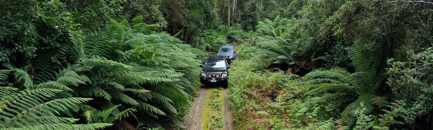 Tasmanian Nature Tours - vehicles driving through bush track