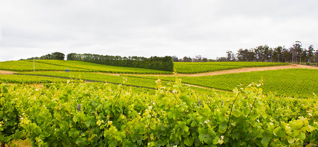Tamar Valley Tipple Tour - Image 4
