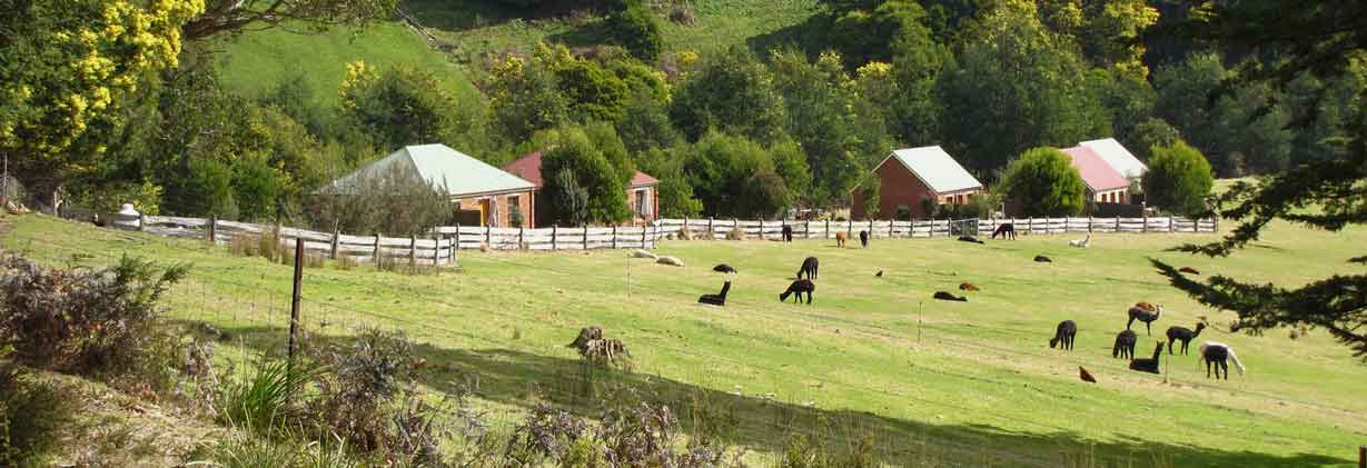 Tin Dragon Trail Cottages alpaca herd