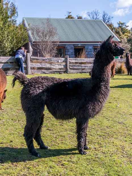 Tin Dragon Trail Cottages alpaca in front of cottage